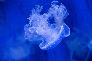 Calming jellyfish by Tim Smit