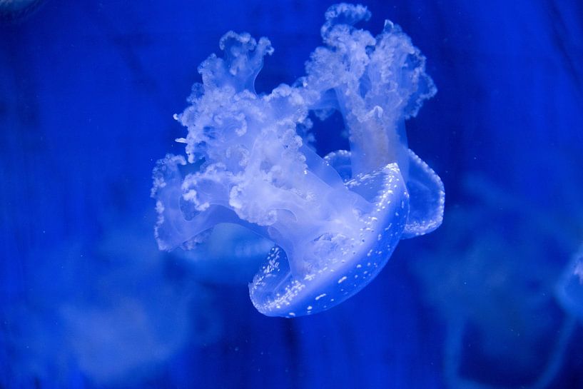 Calming jellyfish by Tim Smit
