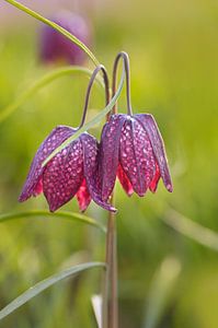 Wilde Kiebitzblüte, Fritillaria meleagris