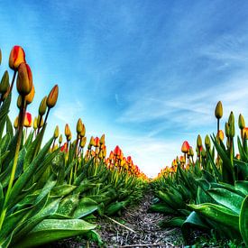 Tulips by Wouter Sikkema