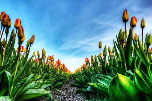 Tulips sur Wouter Sikkema