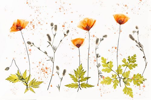 Delicate Poppies - coquelicots orange sur Brigitte van Krimpen