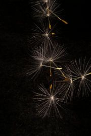 Plugs by simone swart