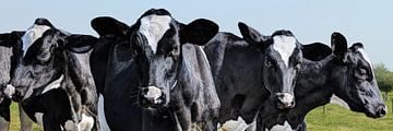 Zwart Bonte Koeien in Weiland Lisse Nederland Panorama van Hendrik-Jan Kornelis