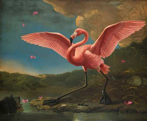 De bedreigde Falmingo