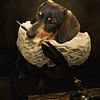 A dogs tale by Babette van den Berg