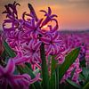 Hyacinths by Johan Mooibroek