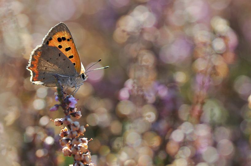 kleine vuurvlinder op de heide van jowan iven