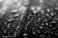 Rain Drops