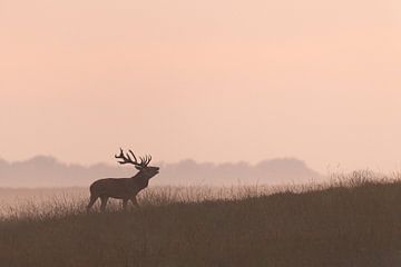 Cerf élaphe dans la brume au coucher du soleil sur la Veluwe. sur Patrick van Os