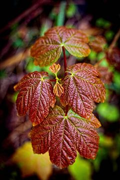 Herbstblatt von Rob Boon