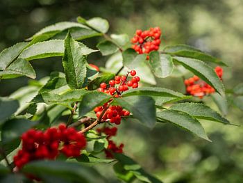 Königstein, Saksisch Zwitserland - lijsterbes bij Schöne Aussicht
