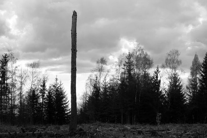 Forest dieback by Schwarzes Pech Photography