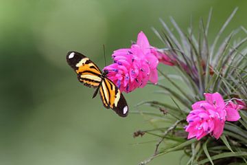 Tropische vlinder van Ronald Gruijters