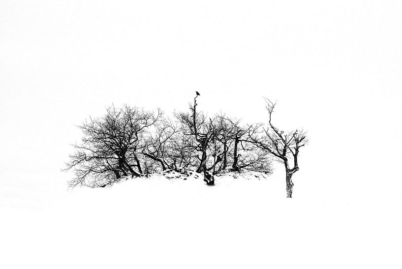 Loonse En Drunense Dunes by Roy IJpelaar