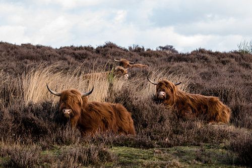 Hooglanders op de Mookerheide