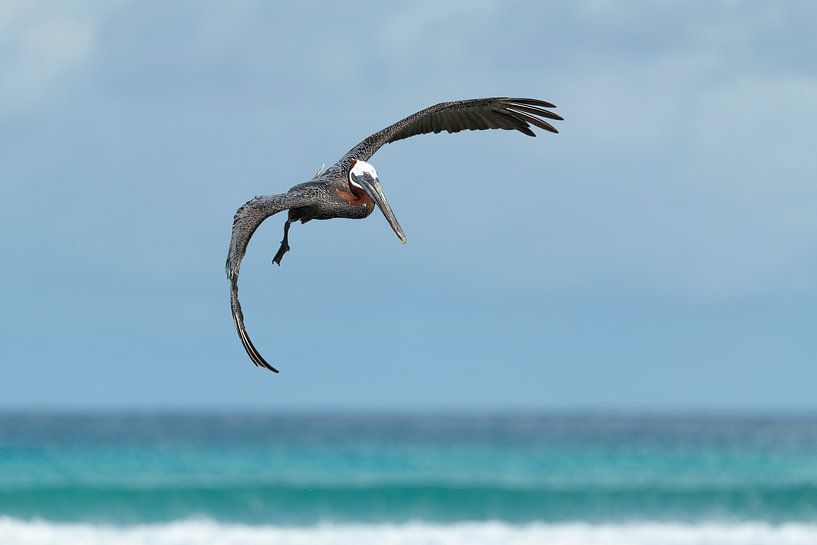 Flying pelican by Elles Rijsdijk