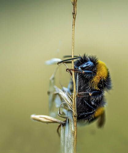 the Bumblebe before a storm.