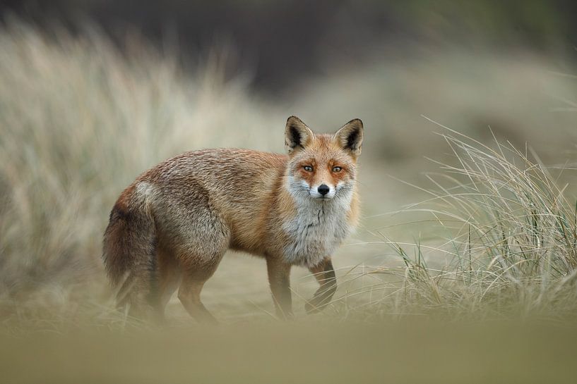 Vos in de duinen  van Menno Schaefer