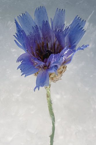 Fleur rose en glace 2