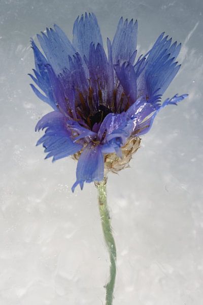 Pinke Blüte in Eis 2 von Marc Heiligenstein