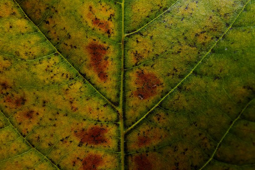 Feuilles vertes par Yara Rietdijk