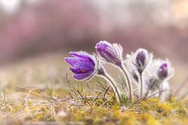 common pasque flower by Thomas Herzog