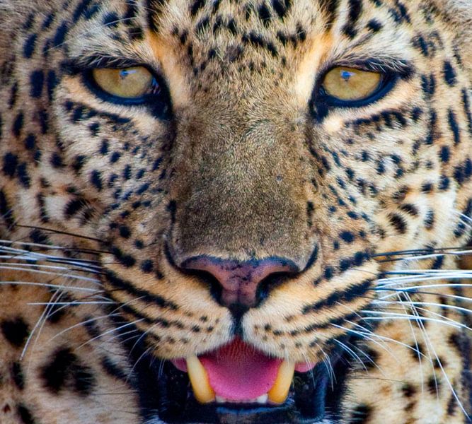 Augen Leopard von Peter Michel