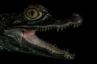 Crocodile in the dark par Rob Smit Aperçu