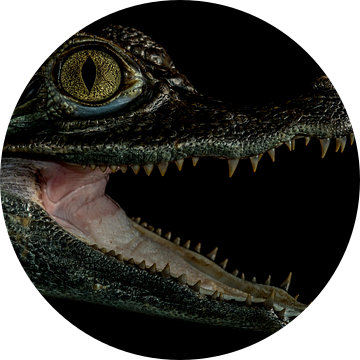 Krokodillen: In het donker van Rob Smit