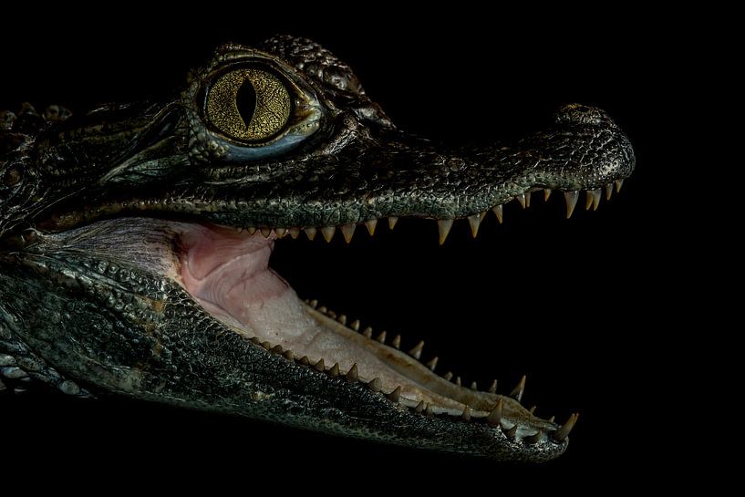 Crocodile in the dark by Rob Smit