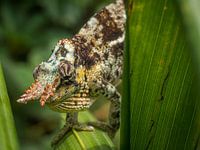 Kameleon in riet