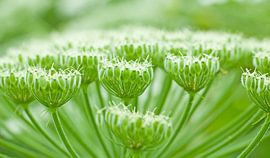 Natuur in al zijn eenvoud van Marinus de Keijzer