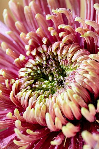 Die Blume Chrysantheme - Form und Veredelung 001