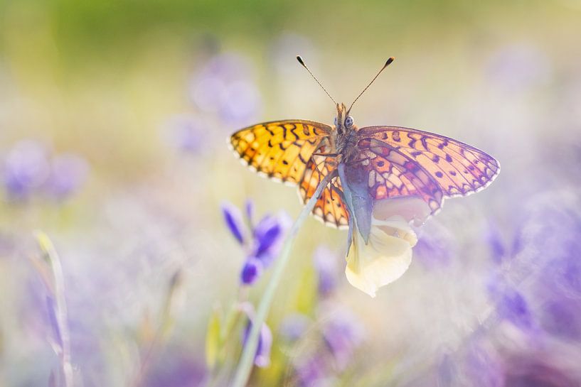 schilderachtige zilveren maan par Francois Debets