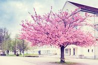 Cherry blossom in Chemnitz by Daniela Beyer thumbnail