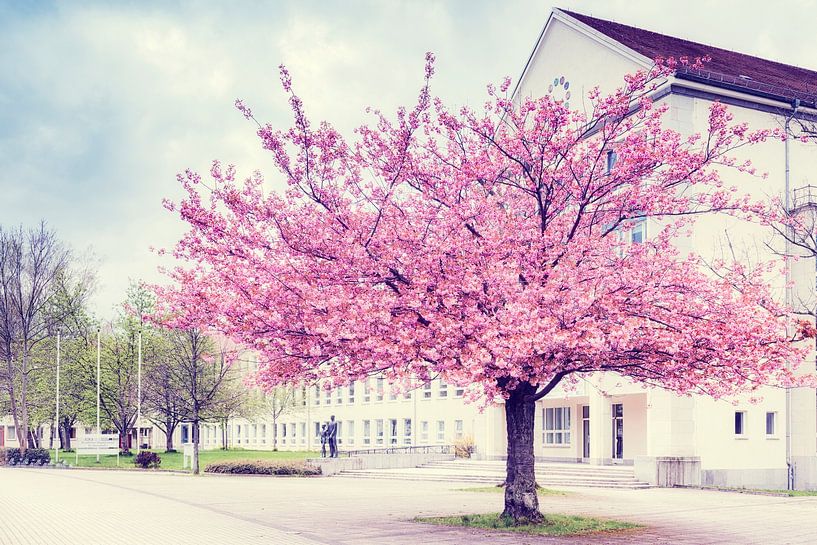 Cherry blossom in Chemnitz by Daniela Beyer