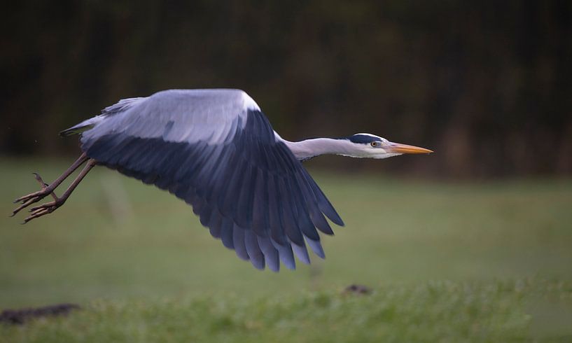 Blauwe reiger van Anton Kloof