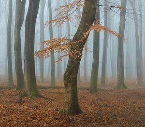 Dansende Beuk
