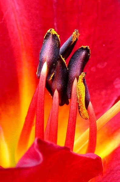 Tulp by Aart Disselen