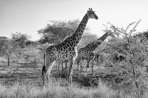 Giraffen in het wild - Zuid-Afrika