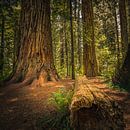 Jedediah Smith Redwoods State Park by Henk Meijer Photography thumbnail