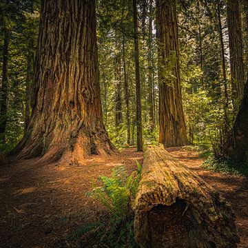 Jedediah Smith Redwoods State Park von Henk Meijer Photography