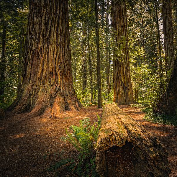 Jedediah Smith Redwoods State Park by Henk Meijer Photography