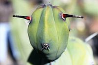 Cactus met gezicht als schaap of alien