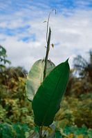 Surinamese jungle