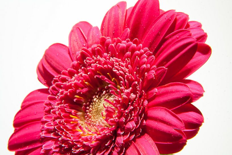 Roze gerbera op lichte achtergrond by Marcel Runhart