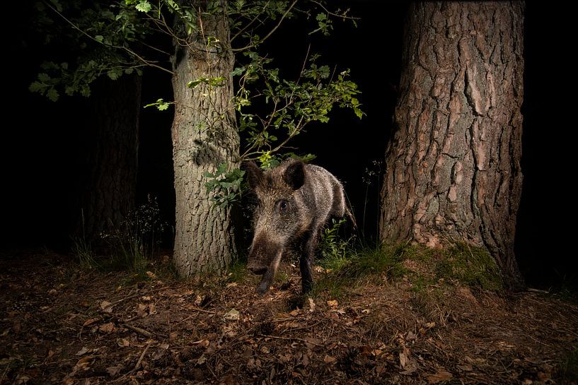 Wild Zwijn in de nacht van Jeroen Stel