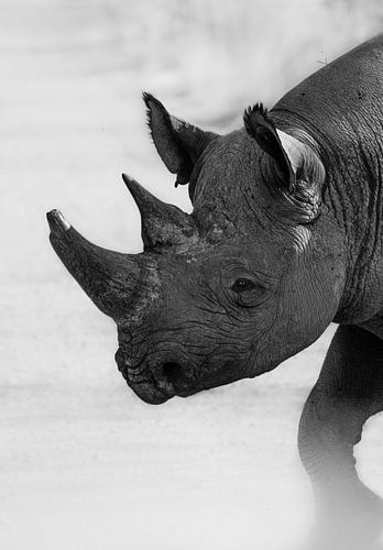 Zwarte Neushoorn