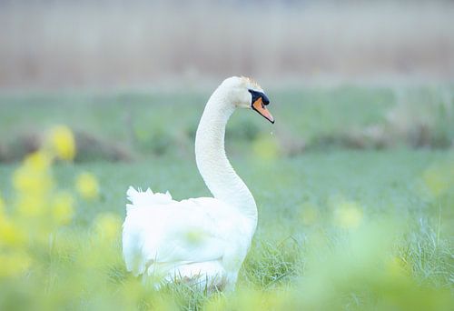 zwaan met voorjaarsbloei